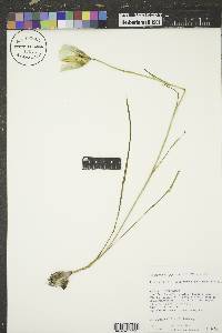 Calochortus gunnisonii image