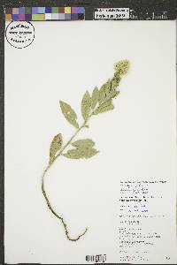 Solidago rigida image