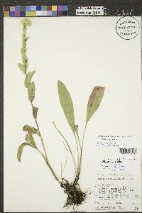 Solidago rigida image