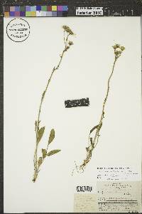 Senecio integerrimus var. integerrimus image