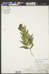 Vernonia baldwinii image