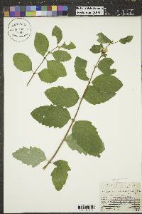 Symphoricarpos occidentalis image