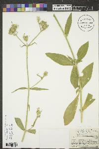 Silene latifolia image