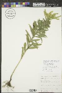 Solidago altissima subsp. altissima image