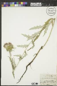 Cirsium undulatum image