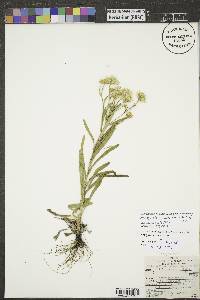 Solidago ptarmicoides image