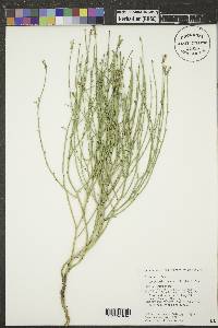 Lygodesmia juncea image