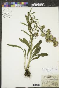 Liatris ligulistylis image