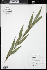 Salix petiolaris image