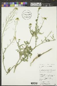 Sisymbrium altissimum image