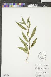 Salix amygdaloides image