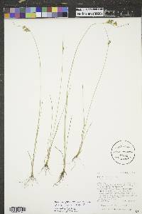 Juncus interior image