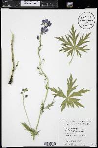 Aconitum columbianum image