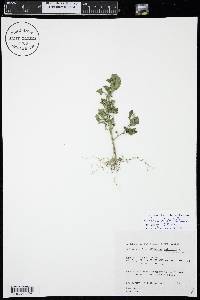 Solanum physalifolium image