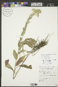 Solidago rigida image