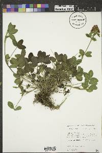 Trifolium hybridum image