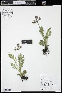 Geum triflorum image