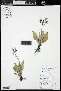 Primula pauciflora image