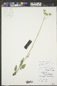 Senecio integerrimus var. scribneri image