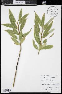 Salix lucida image