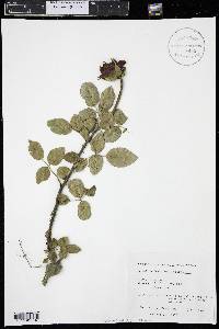 Rosa acicularis image