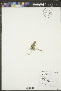 Opuntia polyacantha image