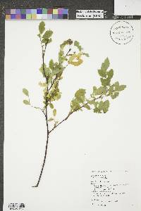 Rosa woodsii image