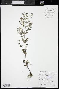 Veronica anagallis-aquatica image