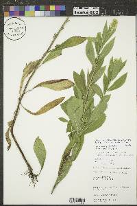 Solidago lepida image