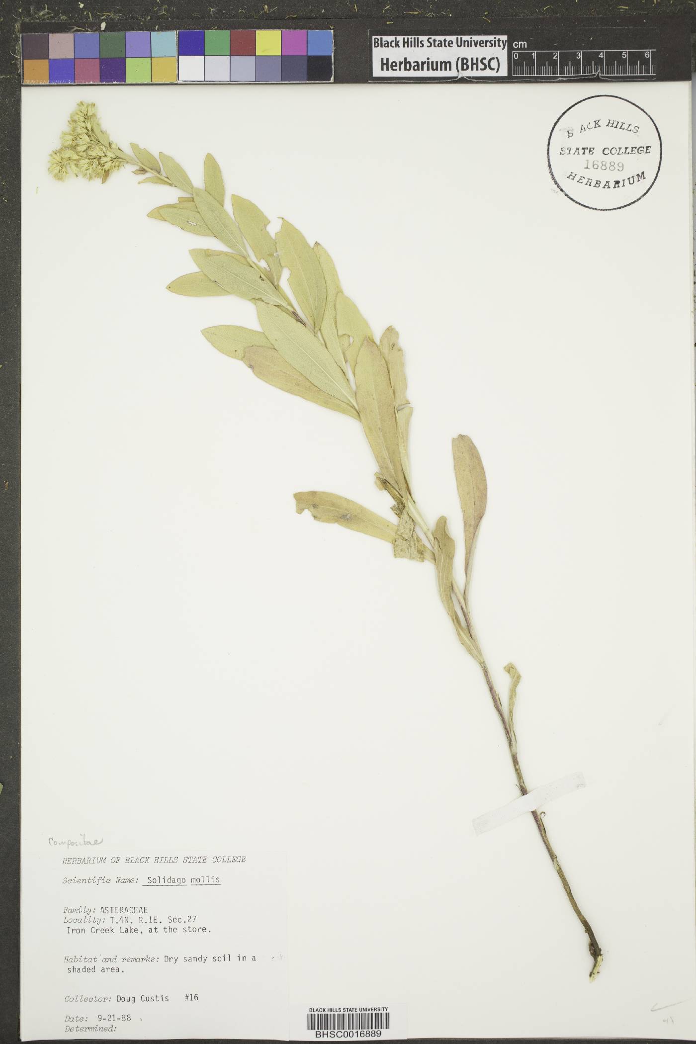 Solidago mollis image