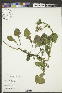 Sonchus oleraceus image