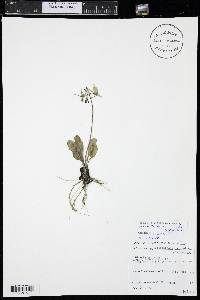 Primula pauciflora image