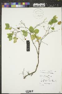 Symphoricarpos albus image