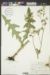 Sonchus arvensis subsp. uliginosus image