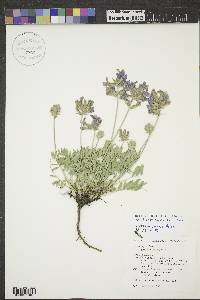 Oxytropis lambertii image