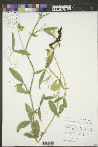 Lathyrus latifolius image