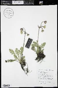 Geum triflorum image