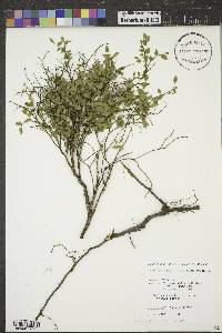 Vaccinium scoparium image