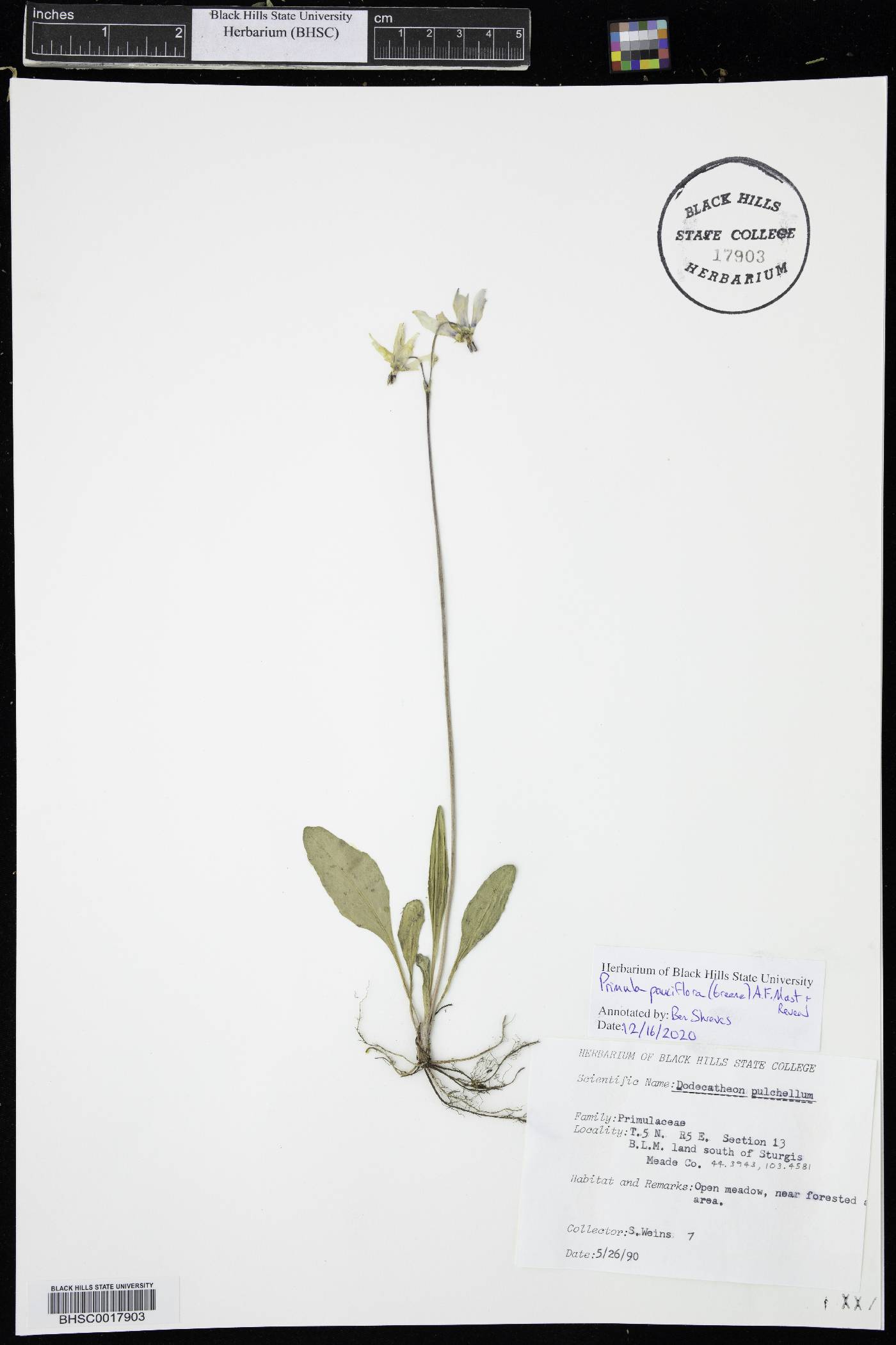 Primula pauciflora image