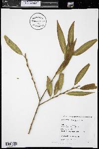 Salix lucida image