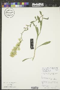 Solidago nemoralis subsp. decemflora image