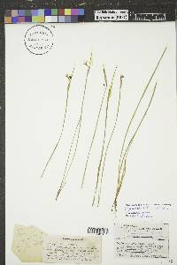 Sisyrinchium montanum image