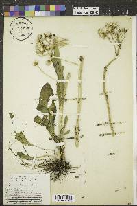 Senecio integerrimus image