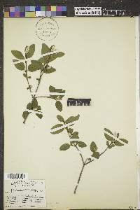 Shepherdia canadensis image