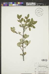 Shepherdia canadensis image