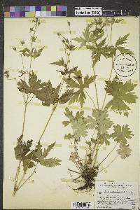 Geranium richardsonii image