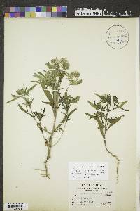 Phacelia linearis image