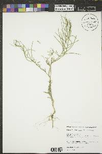 Sisymbrium altissimum image