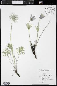 Pulsatilla patens image