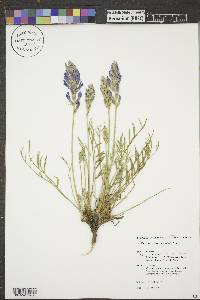 Oxytropis lambertii image